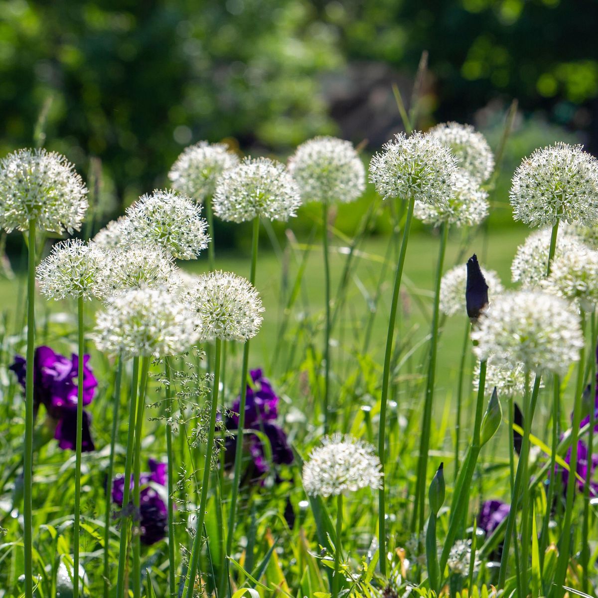 PLANT IN A BOX Ail - Set de 6 - Allium 'Mount Everest' - Bulbes à fleurs - Blanc