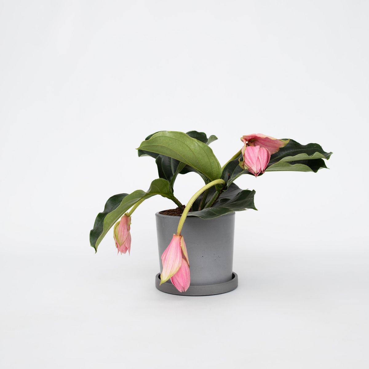 PLANT IN A BOX Medinille magnifique - Medinilla magnifica - Hauteur 40-50cm - ⌀17cm