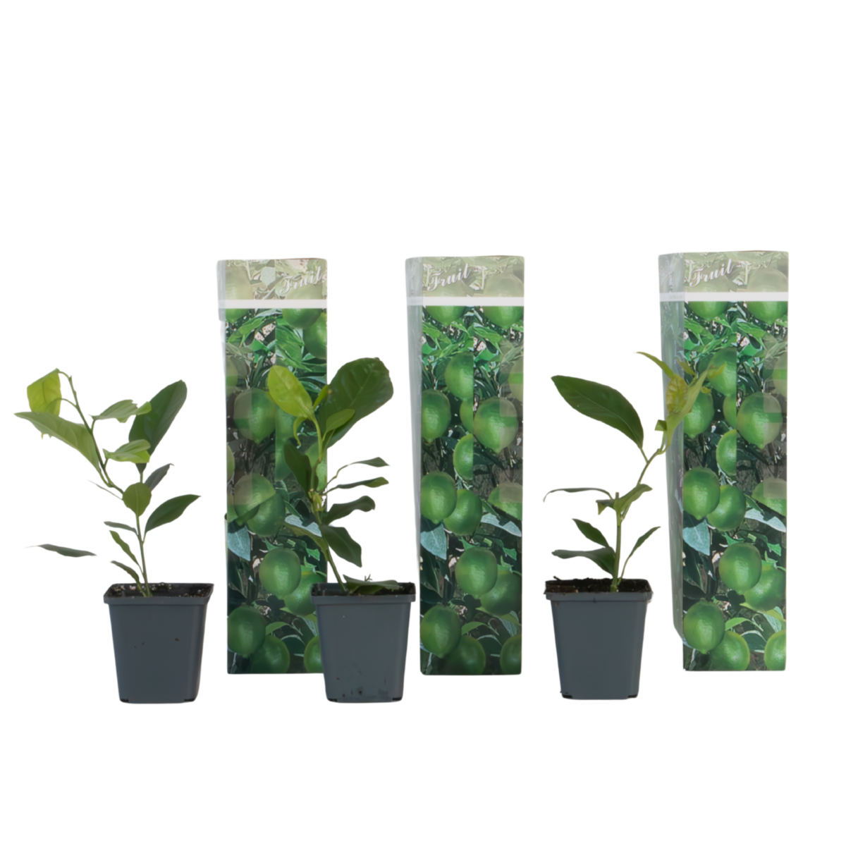 PLANT IN A BOX Citronnier - Lot de 3 - Citrus limon - Hauteur 25-40cm - ⌀9cm