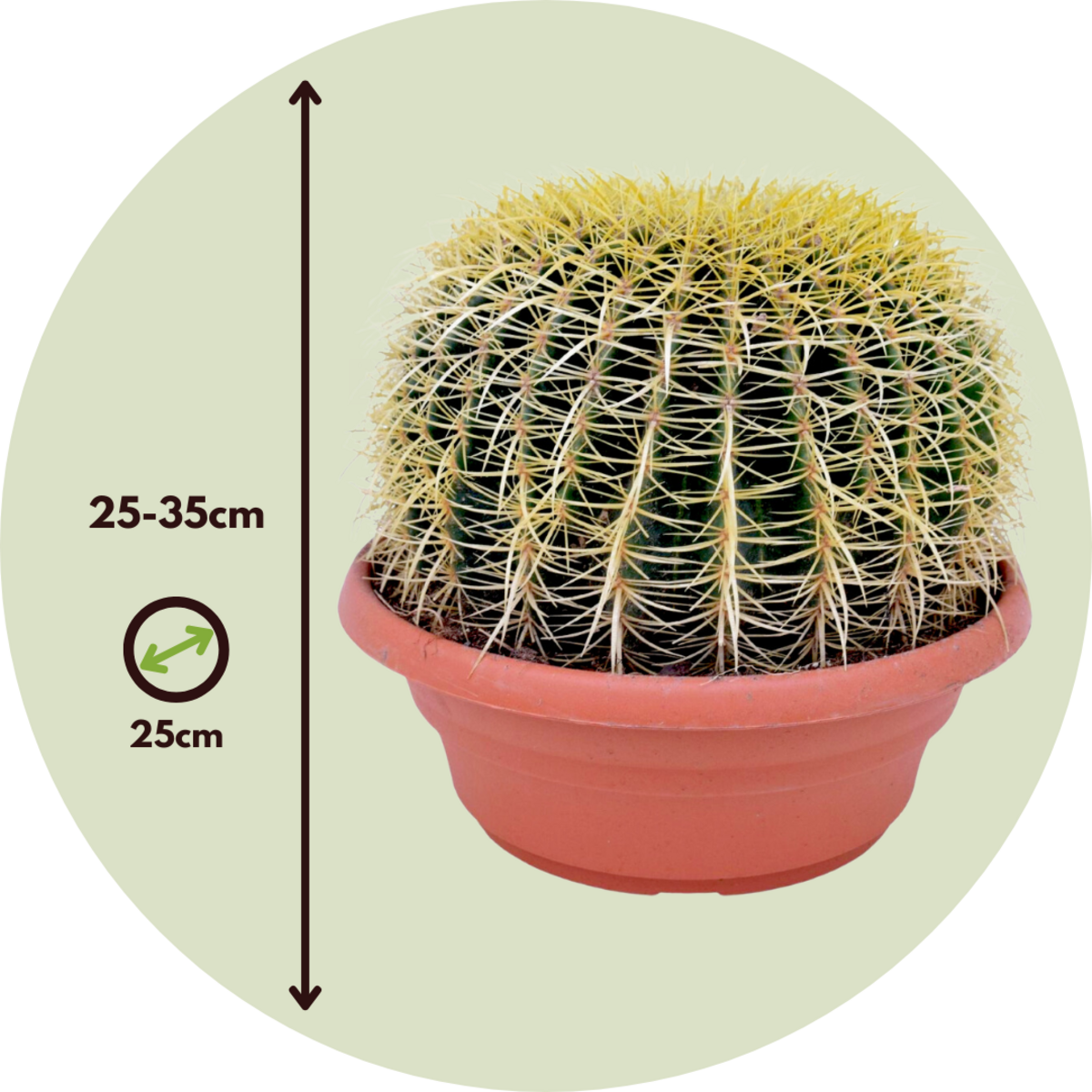 PLANT IN A BOX Cactus de Noël - Echinocactus grusonii - Hauteur 25-35cm - ⌀25cm