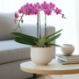 Voir la diapositive 4 : PLANT IN A BOX Orchidée papillon - Phalaenopsis Multiflora - Hauteur 35-45cm - ⌀12cm