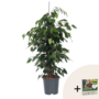 Voir la diapositive 1 : PLANT IN A BOX Ficus pleureur - Ficus benjamina 'Danielle' - Hauteur 100-110cm - ⌀21cm