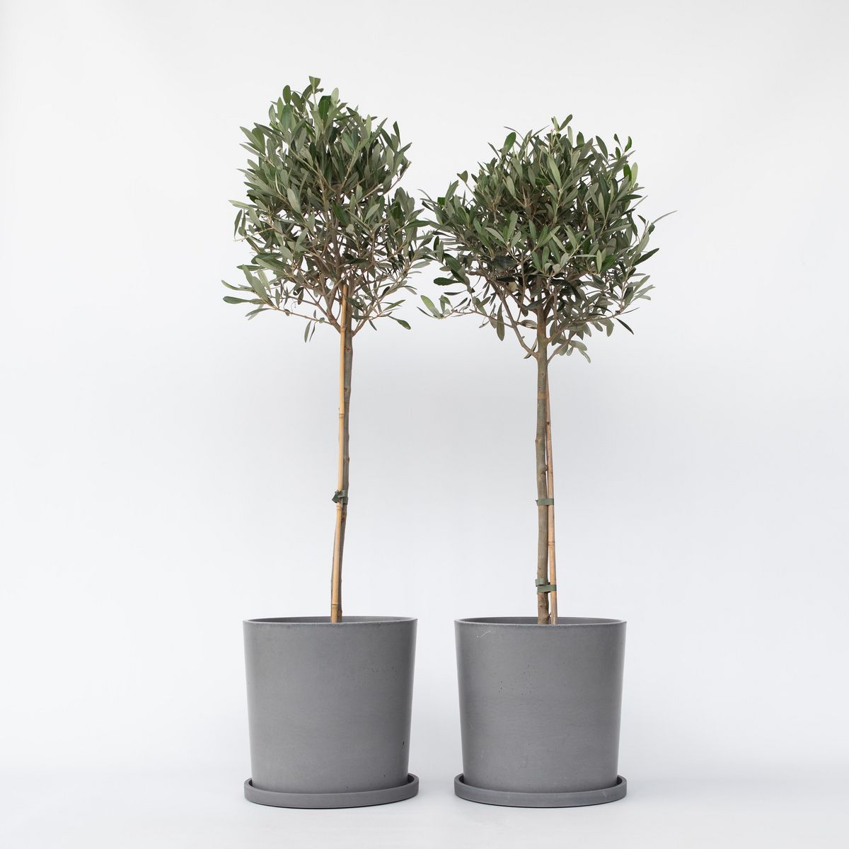 PLANT IN A BOX Olivier - Set de 2 - Olea europaea - Hauteur 90-100cm - ⌀21cm