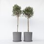 Voir la diapositive 6 : PLANT IN A BOX Olivier - Set de 2 - Olea europaea - Hauteur 90-100cm - ⌀21cm