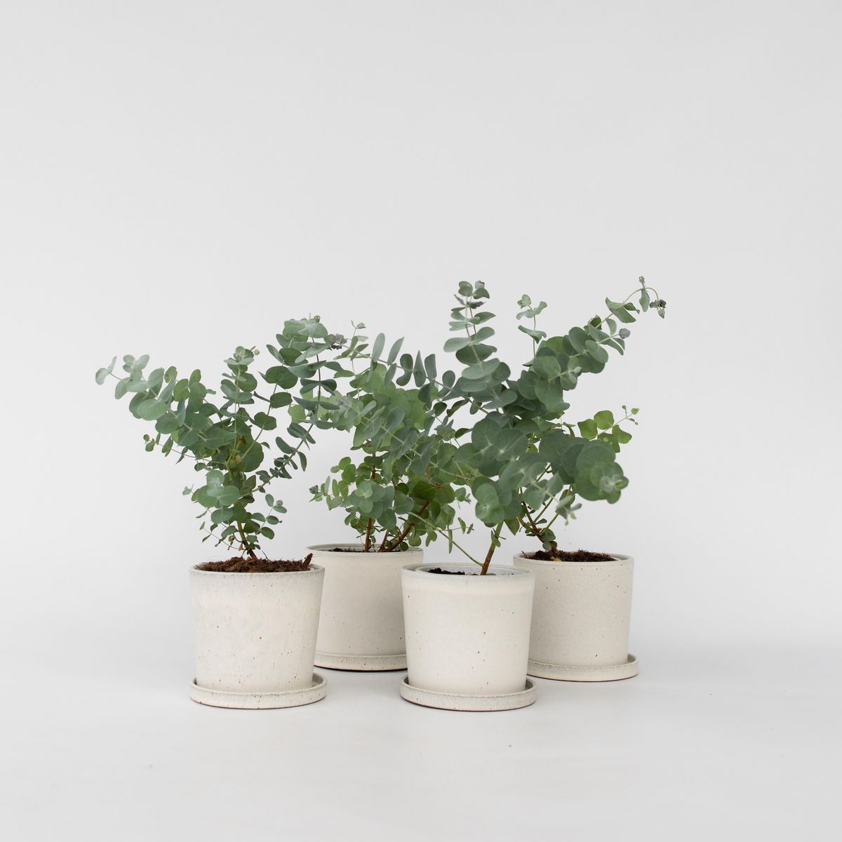 PLANT IN A BOX Gommier - Set de 6 - Eucalyptus 'Pulverulenta' - Hauteur 25-40cm - ⌀12cm