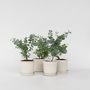 Voir la diapositive 6 : PLANT IN A BOX Gommier - Set de 6 - Eucalyptus 'Pulverulenta' - Hauteur 25-40cm - ⌀12cm