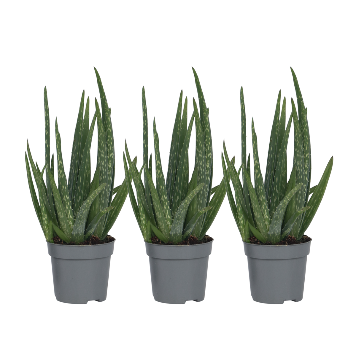 PLANT IN A BOX Aloe vera - Set de 3 - Aloe barbadensis - Hauteur 25-40cm - ⌀10,5cm