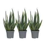 PLANT IN A BOX Aloe vera - Set de 3 - Aloe barbadensis - Hauteur 25-40cm - ⌀10,5cm