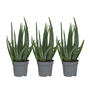 Voir la diapositive 1 : PLANT IN A BOX Aloe vera - Set de 3 - Aloe barbadensis - Hauteur 25-40cm - ⌀10,5cm