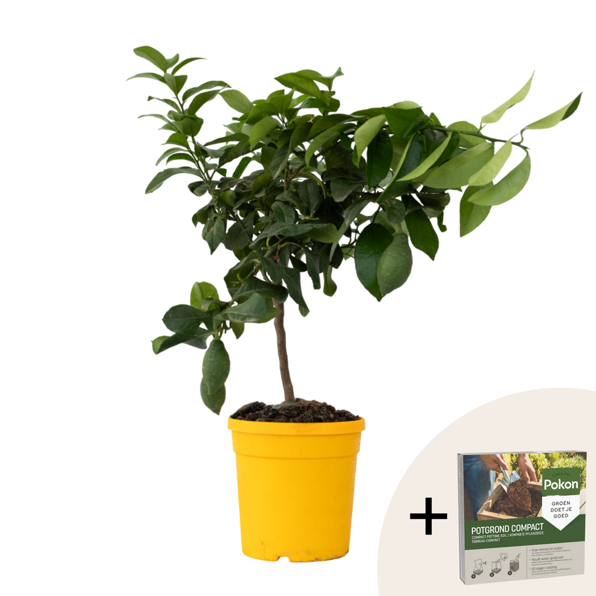 PLANT IN A BOX Citronnier - Citrus limon - Hauteur 60-70cm - ⌀19cm