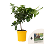 Voir la diapositive 1 : PLANT IN A BOX Citronnier - Citrus limon - Hauteur 60-70cm - ⌀19cm