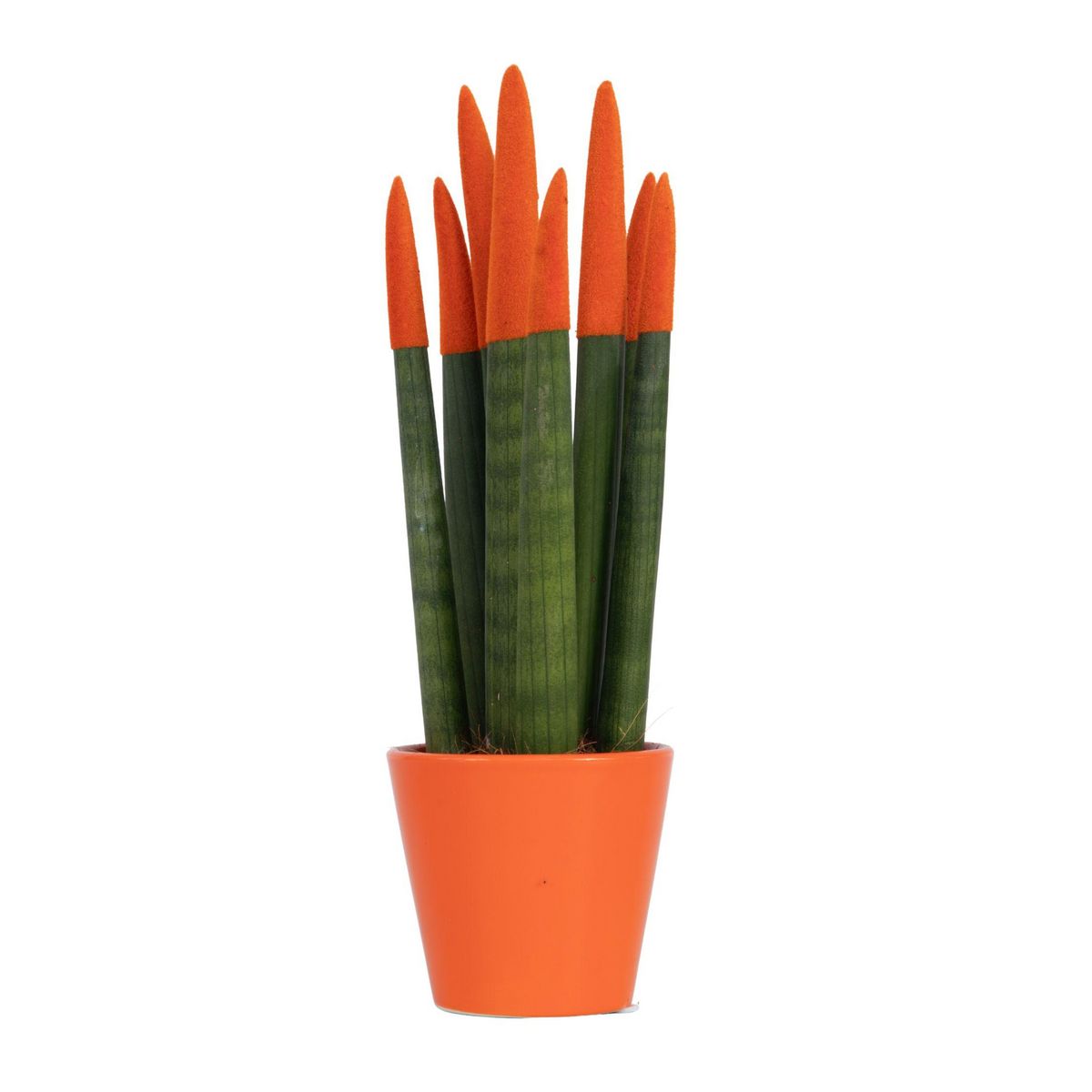 PLANT IN A BOX Sansevieria cylindrique - Hauteur 20-40cm - Pot 9cm