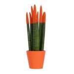 PLANT IN A BOX Sansevieria cylindrique - Hauteur 20-40cm - Pot 9cm