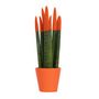 Voir la diapositive 1 : PLANT IN A BOX Sansevieria cylindrique - Hauteur 20-40cm - Pot 9cm