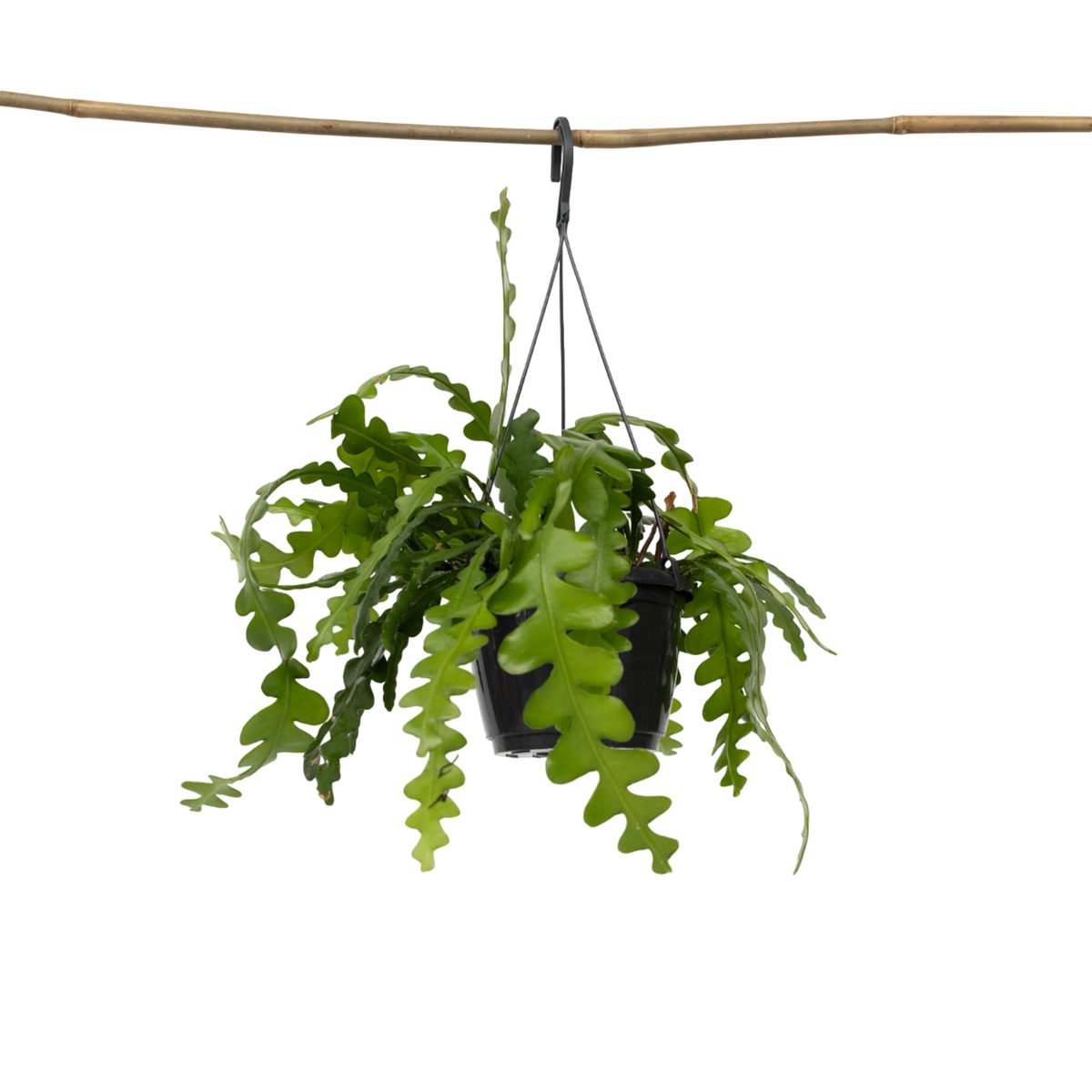 PLANT IN A BOX Cactus orchidée - Epiphyllum 'Anguliger' - Hauteur 30-40cm - ⌀15cm