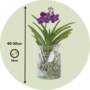 Voir la diapositive 2 : PLANT IN A BOX Orchidée - Vanda 'Blue' - Hauteur 40-50cm - ⌀14cm