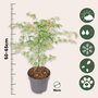 Voir la diapositive 2 : PLANT IN A BOX Érable du Japon - Acer palmatum 'Ukigumo' - Hauteur 50-60cm - ⌀19cm