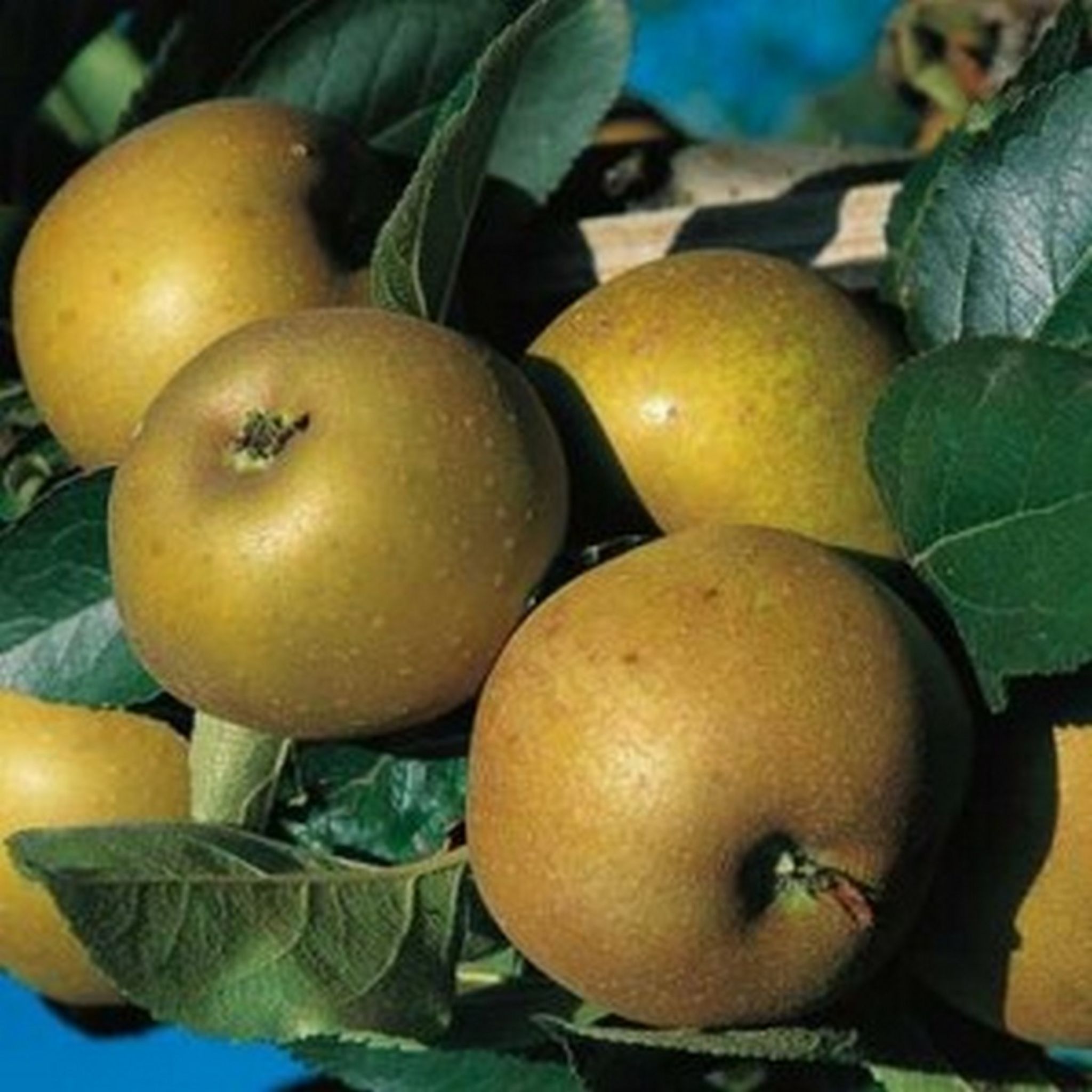Pommier Grise du Canada