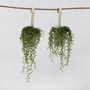 Voir la diapositive 5 : PLANT IN A BOX Plante collier de perles - Set de 2 - Senecio rowleyanus - H10-20cm - ⌀12cm