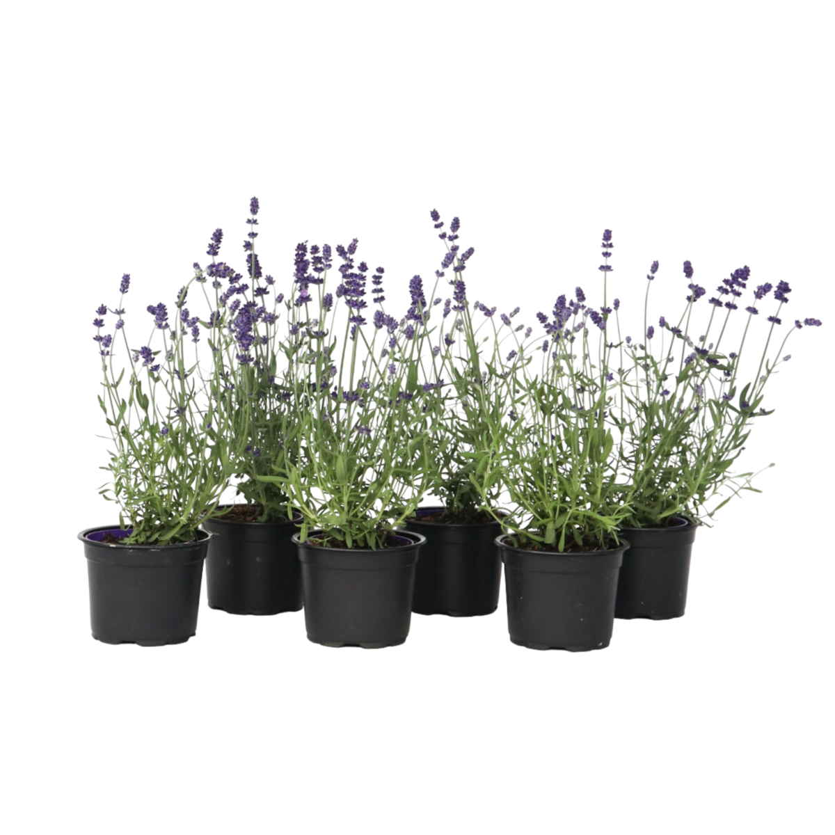PLANT IN A BOX Lavande vraie - Set de 36 - Lavandula angustifolia - Hauteur 10-15cm - ⌀10,5cm