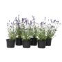 Voir la diapositive 1 : PLANT IN A BOX Lavande vraie - Set de 36 - Lavandula angustifolia - Hauteur 10-15cm - ⌀10,5cm