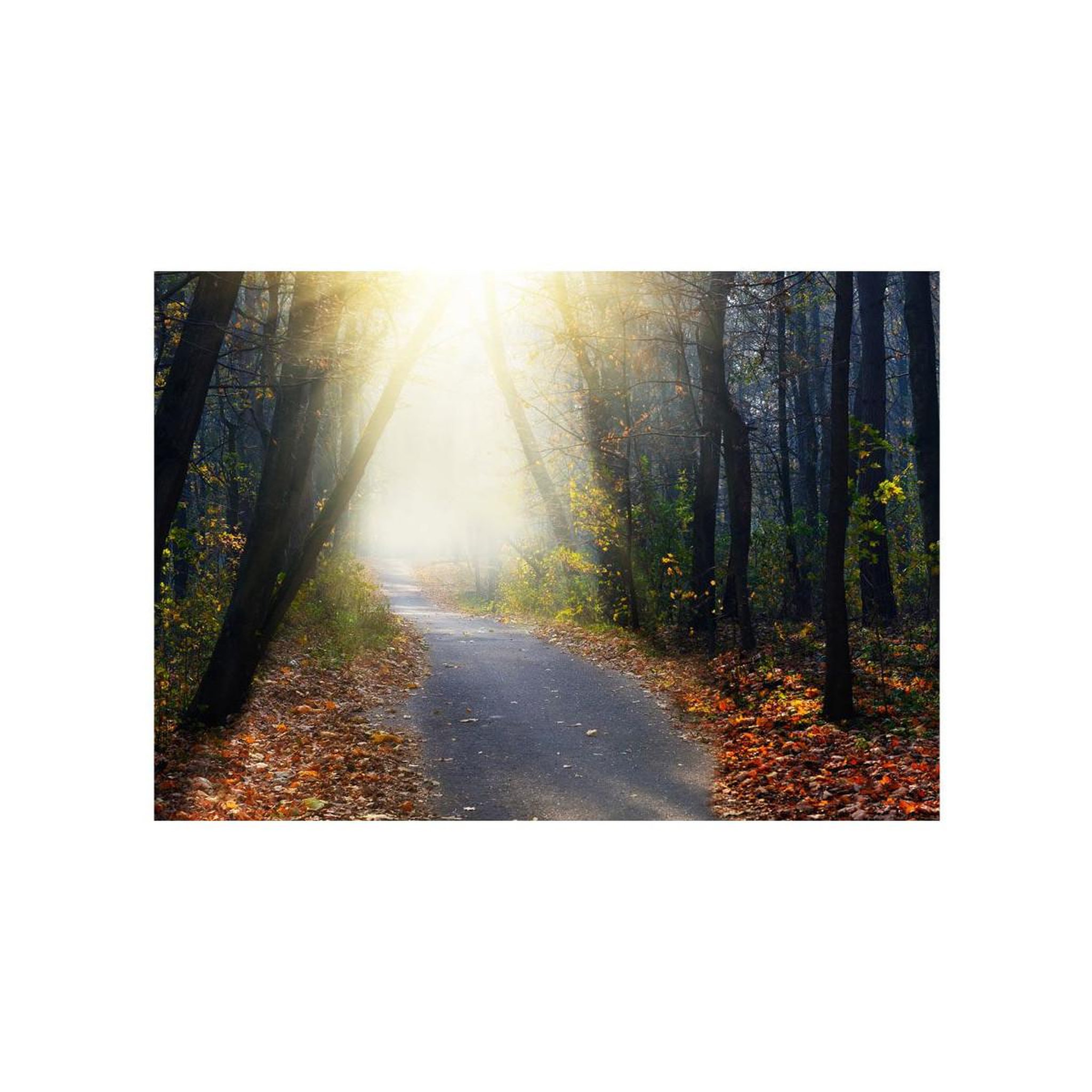 Voir la diapositive 2 : Paris Prix Papier Peint  Road Through the Forest
