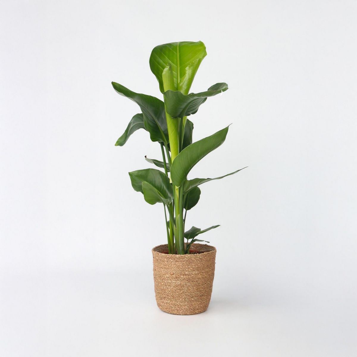 PLANT IN A BOX Oiseau de paradis - Strelitzia nicolai - Hauteur 55-70cm - ⌀17cm