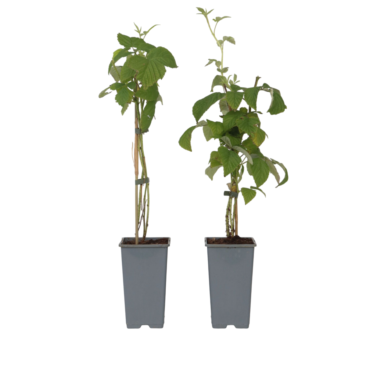 PLANT IN A BOX Framboisier - Set de 2 - Rubus idaeus 'Malling Promise' - H50-60cm - ⌀15cm