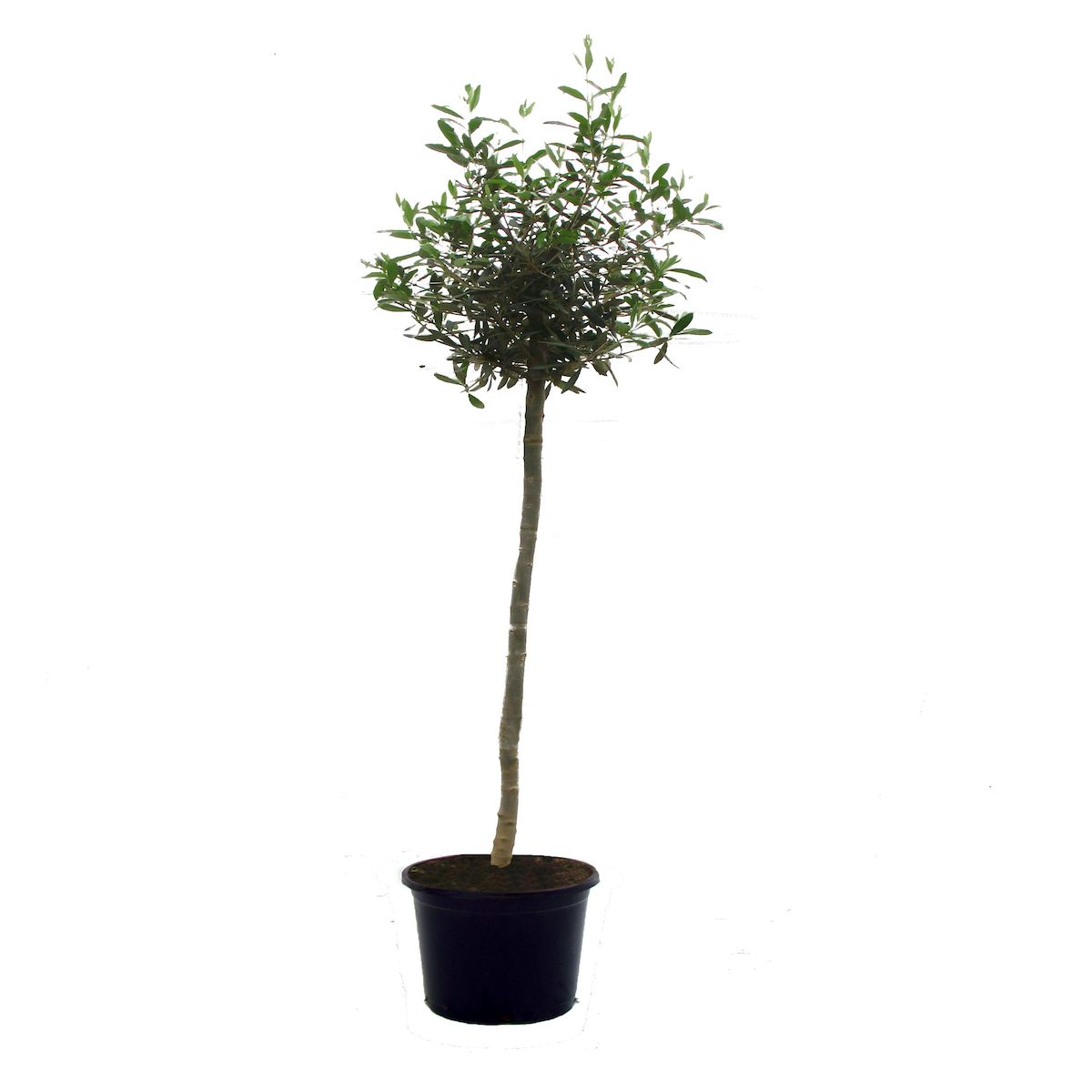 Olivier (Olea europaea) - Pot de 10L 130/150cm - HT/Jusqu'à 5m