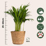 Voir la diapositive 2 : PLANT IN A BOX Plantes sans danger - Lot de 4 avec paniers - H.25-40cm - ⌀12cm