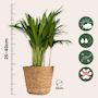 Voir la diapositive 2 : PLANT IN A BOX Plantes sans danger - Lot de 4 avec paniers - H.25-40cm - ⌀12cm