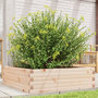 Voir la diapositive 1 : VIDAXL Jardiniere 80x80x23 cm bois de pin massif