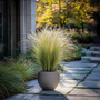 Voir la diapositive 4 : PLANT IN A BOX Herbe aux plumes - Set de 3 - Stipa tenuifolia 'Pony Tails' - H20-30cm - ⌀9cm