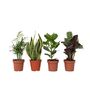 Voir la diapositive 1 : PLANT IN A BOX Mélange de plantes faciles d'entretien - Set de 4 - Hauteur 25-40cm - ⌀12cm