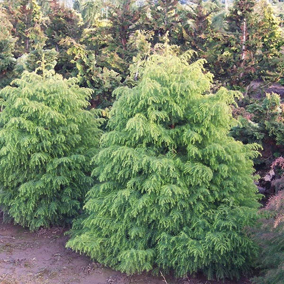 Cryptomère du Japon