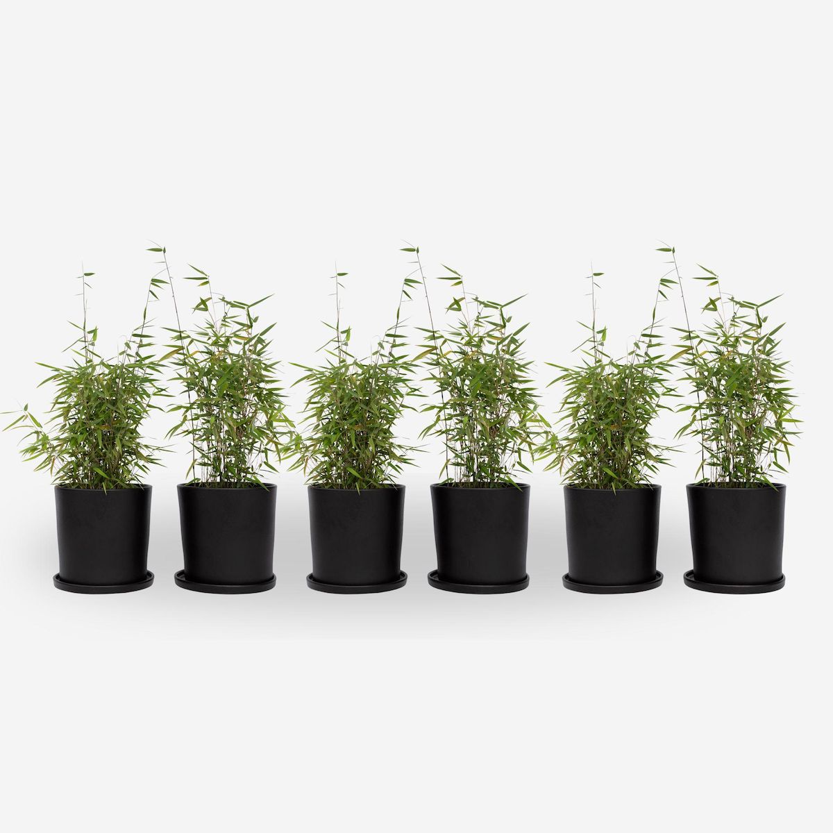 PLANT IN A BOX Bambou non-traçant - Set de 6 - Fargesia nitida 'Red Dragon' - H50-70cm - ⌀17cm