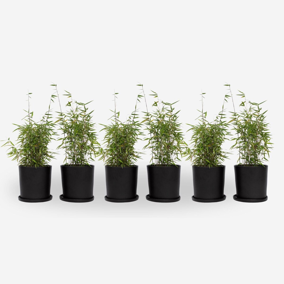 PLANT IN A BOX Bambou non-traçant - Set de 6 - Fargesia nitida 'Red Dragon' - H50-70cm - ⌀17cm