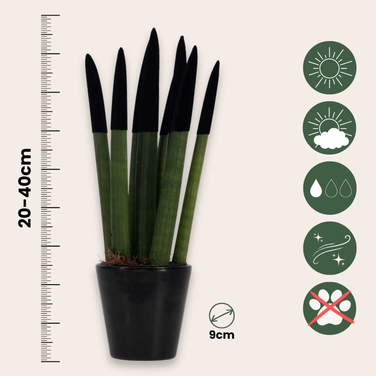 PLANT IN A BOX Sansevieria cylindrique - Hauteur 20-40cm - Pot 9cm
