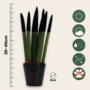Voir la diapositive 2 : PLANT IN A BOX Sansevieria cylindrique - Hauteur 20-40cm - Pot 9cm