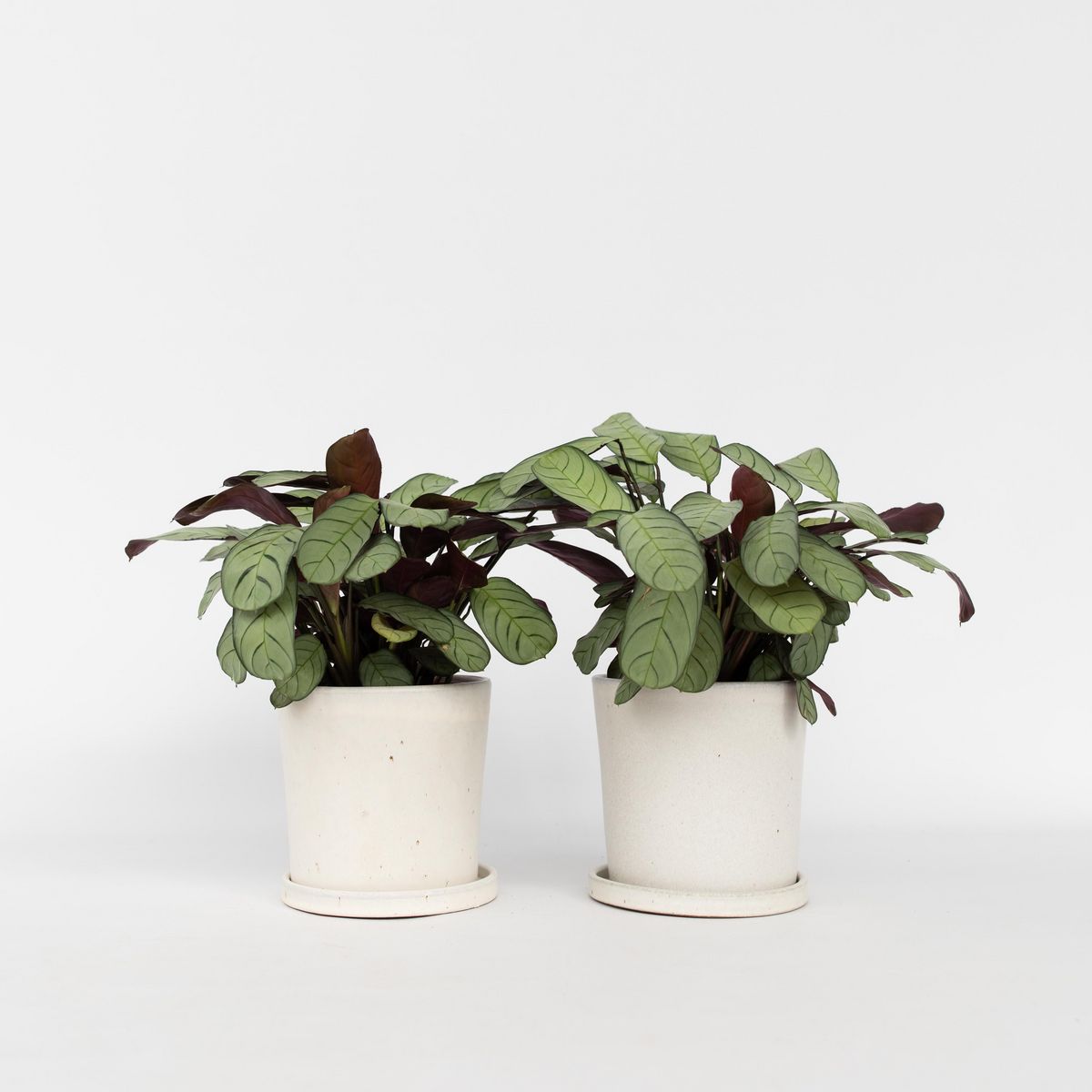 PLANT IN A BOX Ctenanthe - Set de 2 - Burle-Marxii 'Amagris' - Hauteur 25-35cm - ⌀14cm