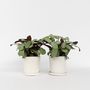 Voir la diapositive 5 : PLANT IN A BOX Ctenanthe - Set de 2 - Burle-Marxii 'Amagris' - Hauteur 25-35cm - ⌀14cm