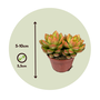 Voir la diapositive 2 : PLANT IN A BOX Mélange de petites succulentes - Set de 12 - Succulent Mix - H5-10cm - ⌀5,5cm