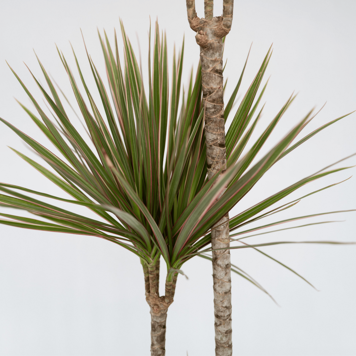 PLANT IN A BOX Dragonnier - Dracaena marginata 'Bicolor' - Hauteur 110-130cm - ⌀24cm