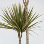 Voir la diapositive 3 : PLANT IN A BOX Dragonnier - Dracaena marginata 'Bicolor' - Hauteur 110-130cm - ⌀24cm
