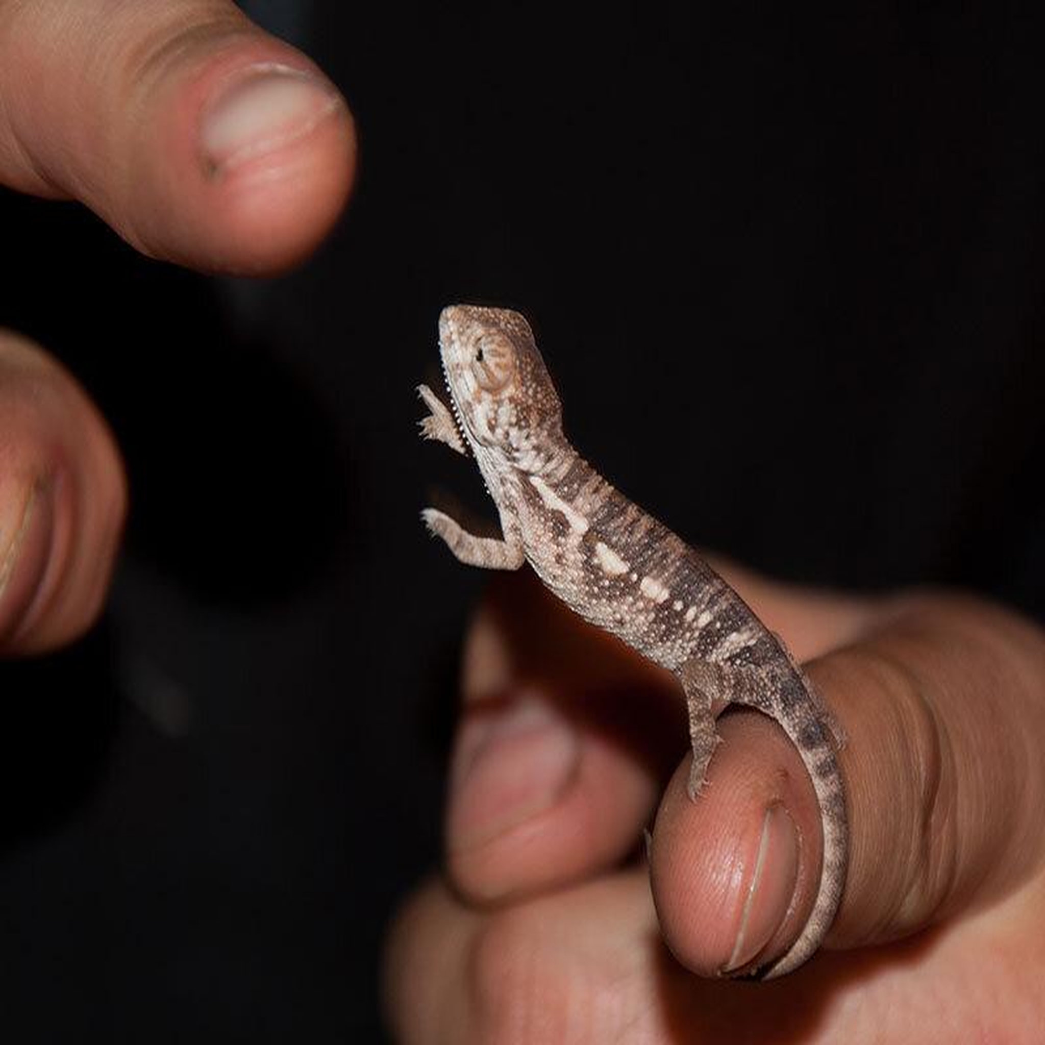 Voir la diapositive 2 : Smartbox Rencontre avec les reptiles et les amphibiens pour 2 personnes près de mâcon - coffret cadeau sport & aventure