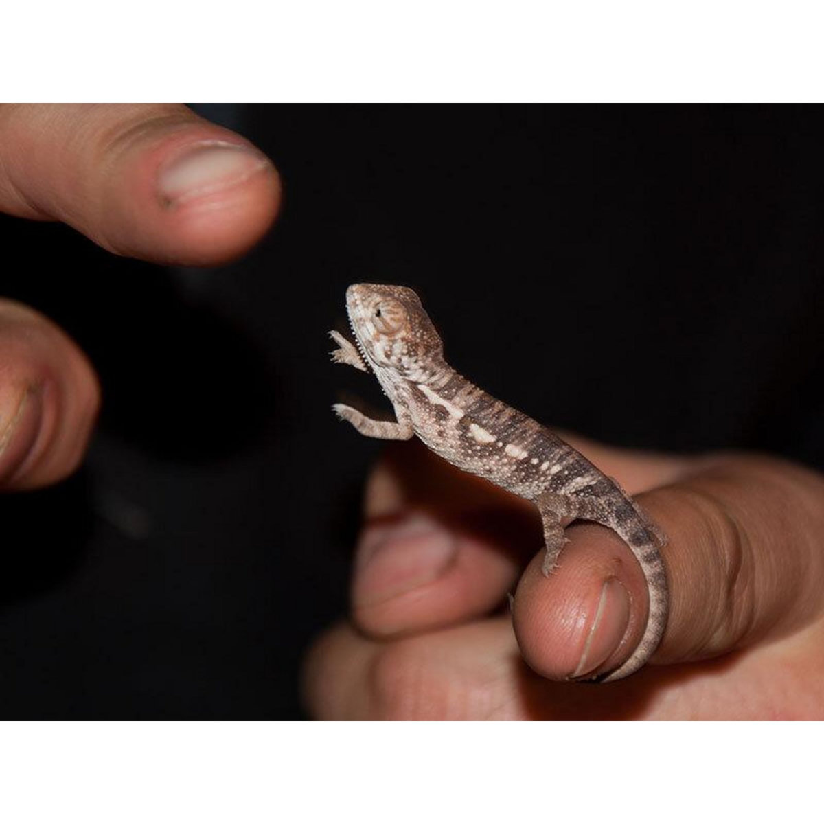 Smartbox Rencontre avec les reptiles et les amphibiens pour 2 personnes près de Mâcon - Coffret Cadeau Sport & Aventure