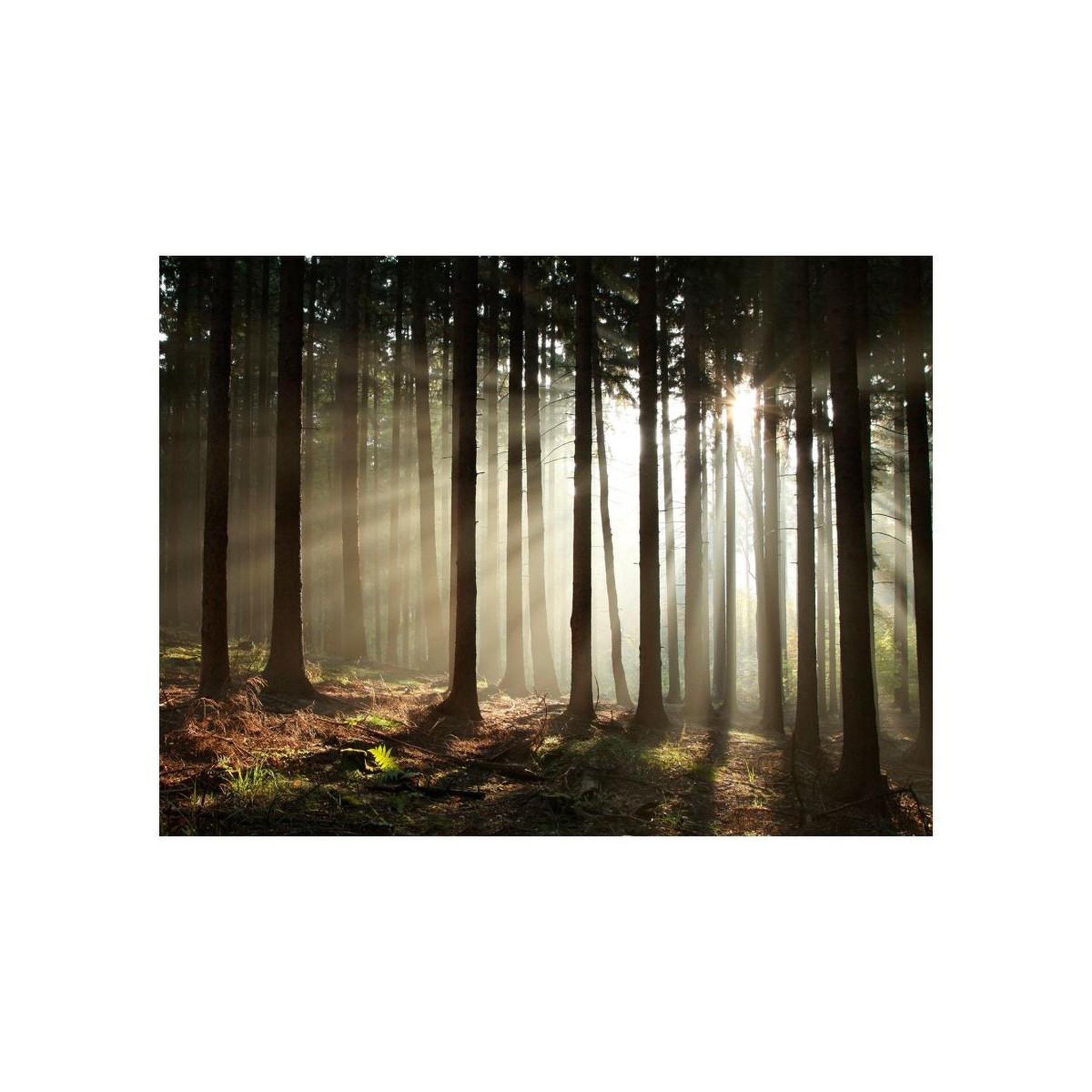 Voir la diapositive 2 : Paris Prix Papier peint  forêt dans le brouillard du matin