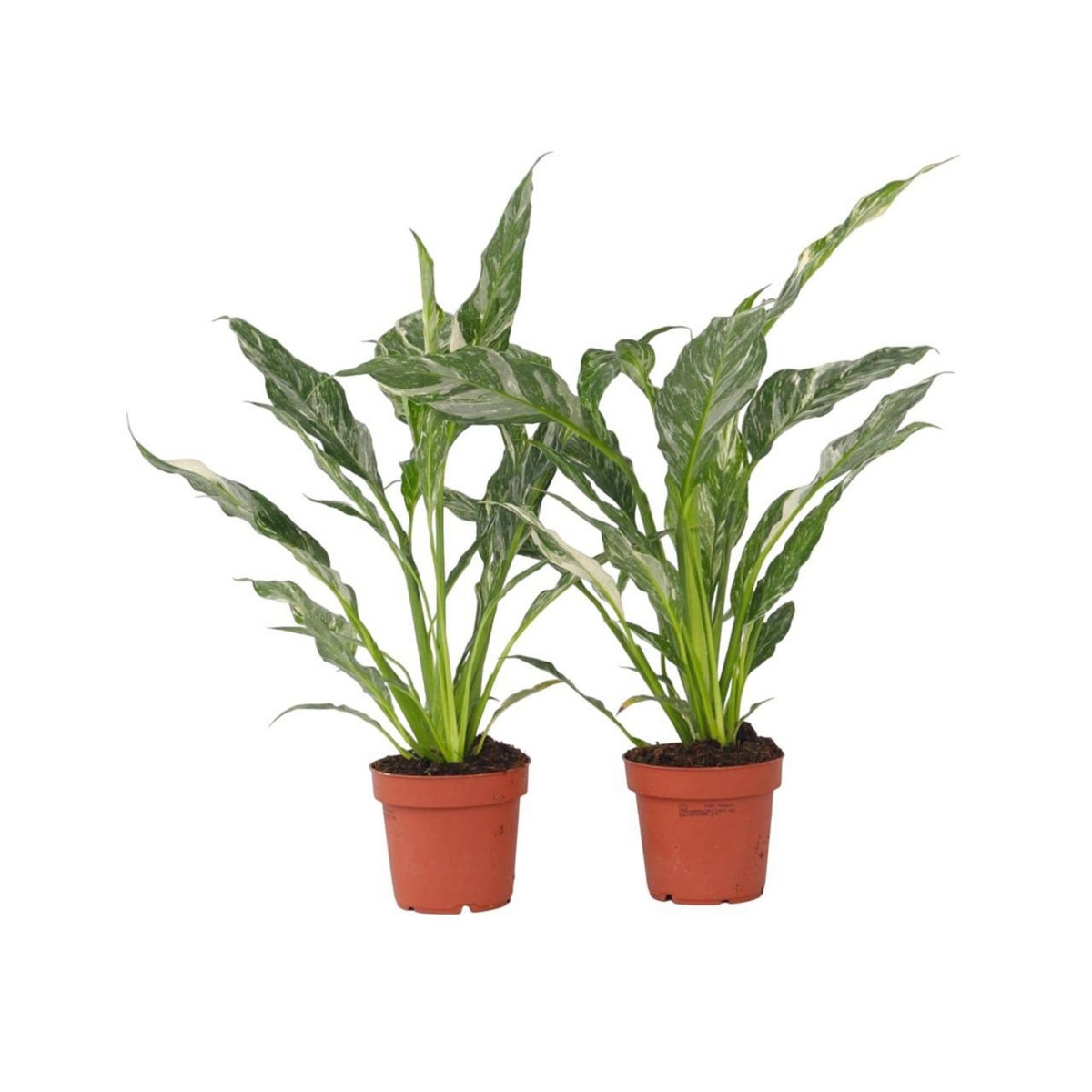 PLANT IN A BOX Fleur de lune - Set de 2 - Spathiphyllum 'Diamond' - Hauteur 40-50cm - ⌀12cm
