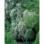  Collection de 2 Rosiers lianes Immensee blanc et Petite duchesse - Le paquet de 2 racines nues / 3+ branches - Willemse