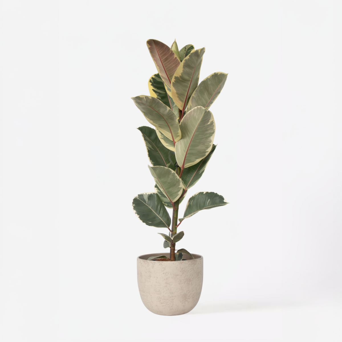 PLANT IN A BOX Caoutchouc - Ficus Elastica 'Tineke' - Hauteur 75-100cm - ⌀24cm